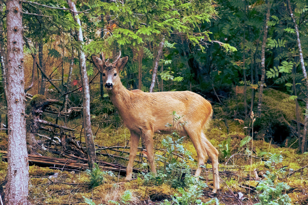 New York's Early Deer and Bear Hunting Seasons: What Hunters Need to Know