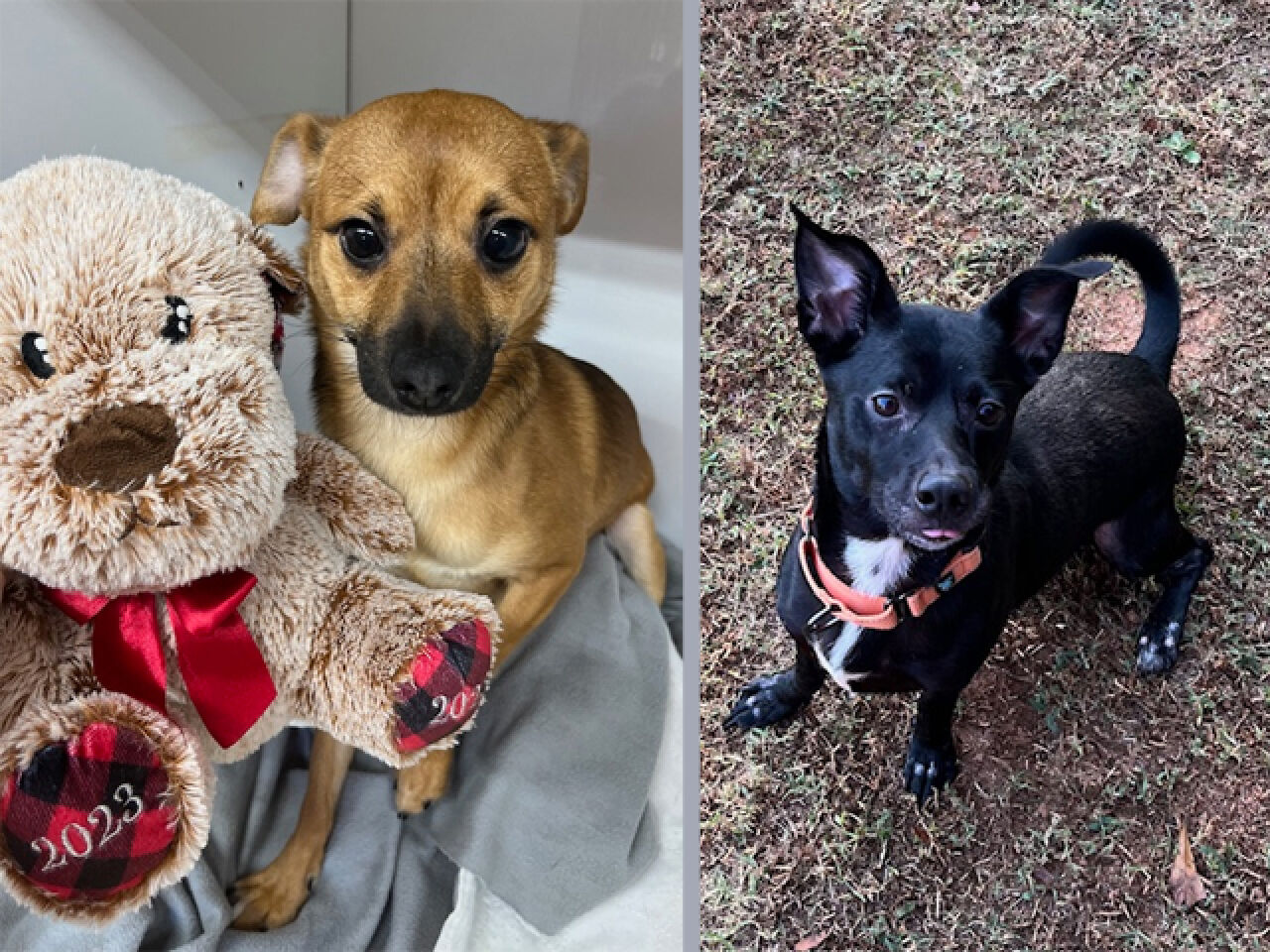 Adopt-A-Pet