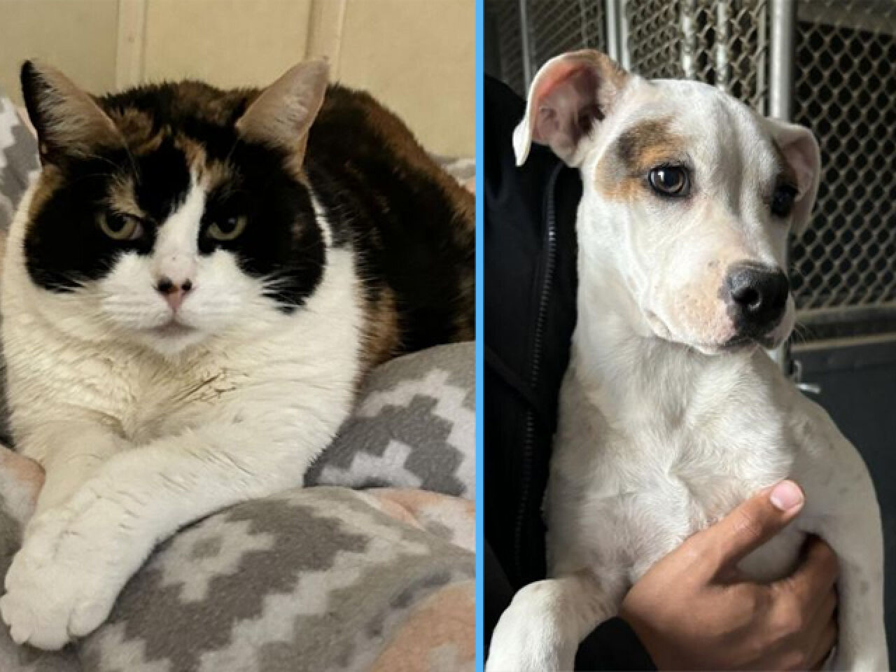 Adopt-A-Pet