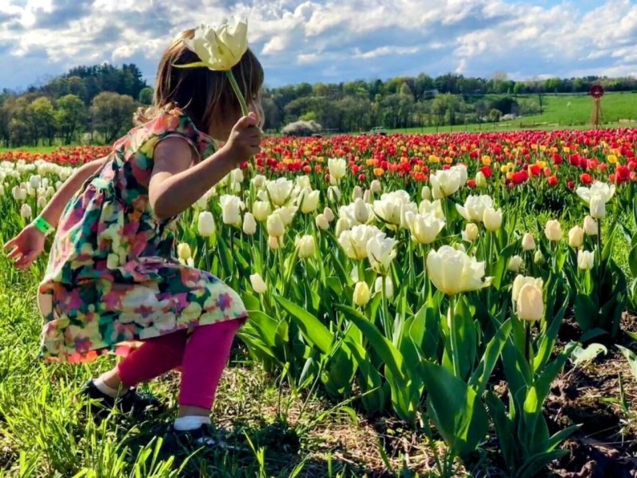 Hudson Valley Tulip Festival