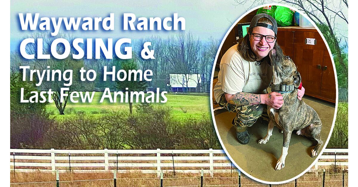 Wayward Ranch Closing, Trying to Home Last Few Animals
