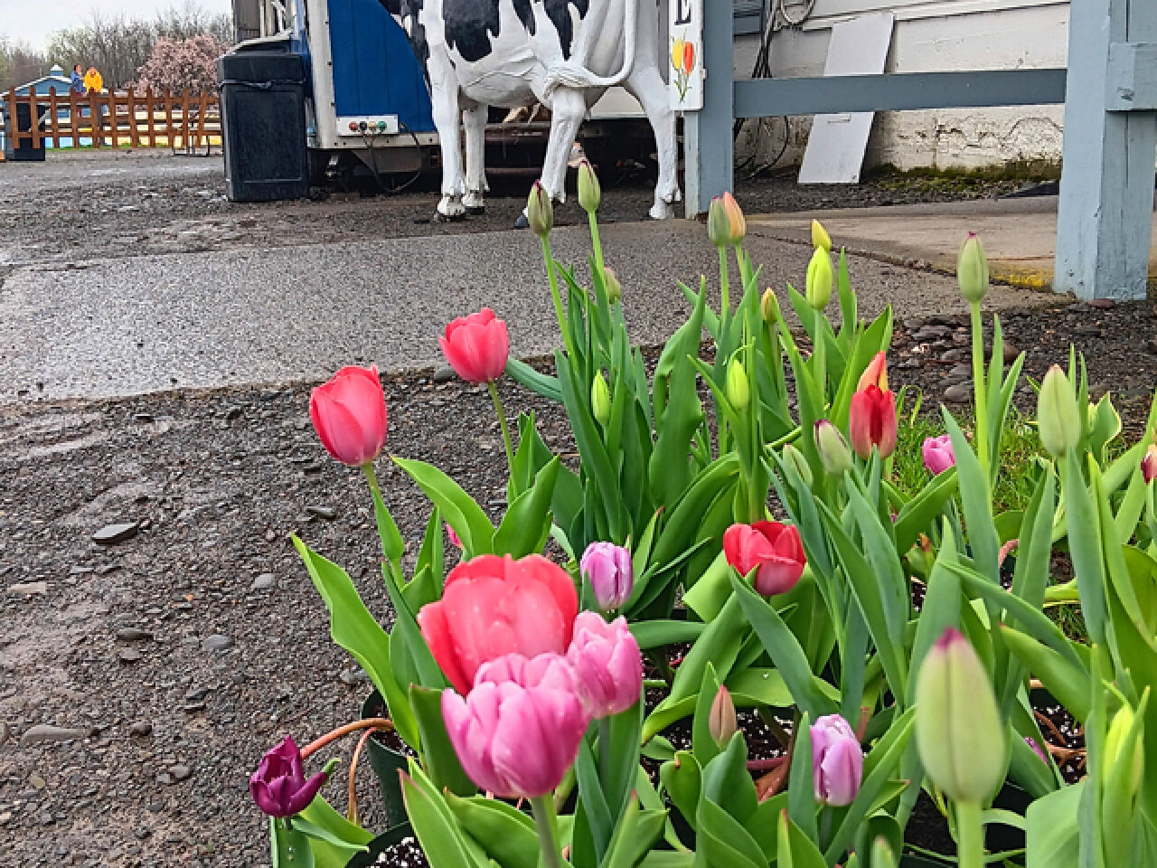 Kelder’s Farm Celebrates Tulip Festival