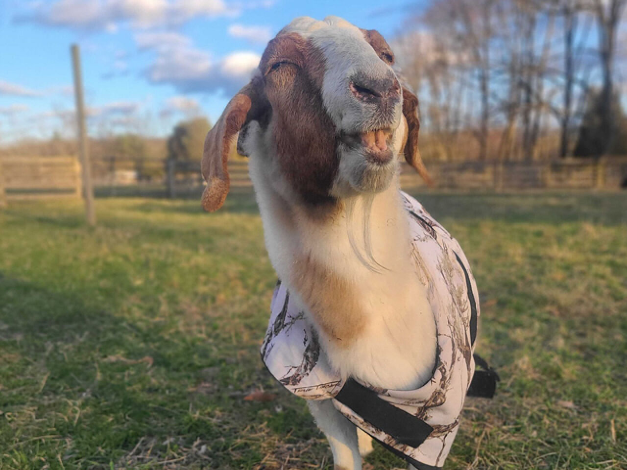 Woodstock Farm Sanctuary Mourns Goat