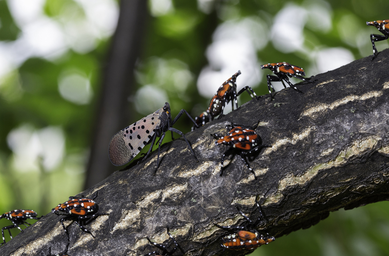Everybody Versus Spotted Lanternflies