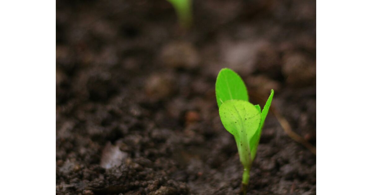 New York State Annual Seedling Sale Begins